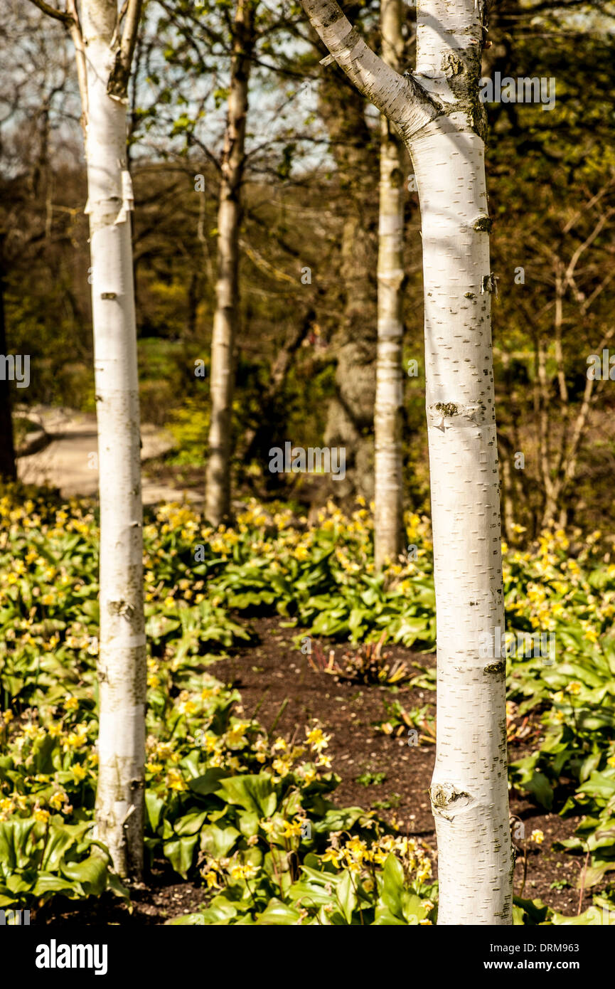 Silver birch trees in spring growing in a UK garden. Stock Photo