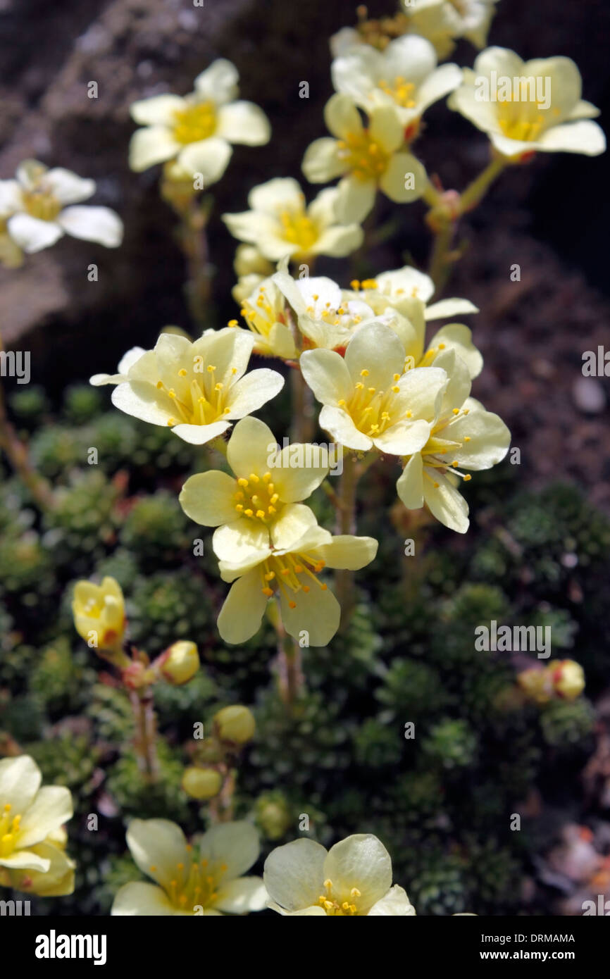 SAXIFRAGA MONA LISA. SAXIFRAGE. Stock Photo