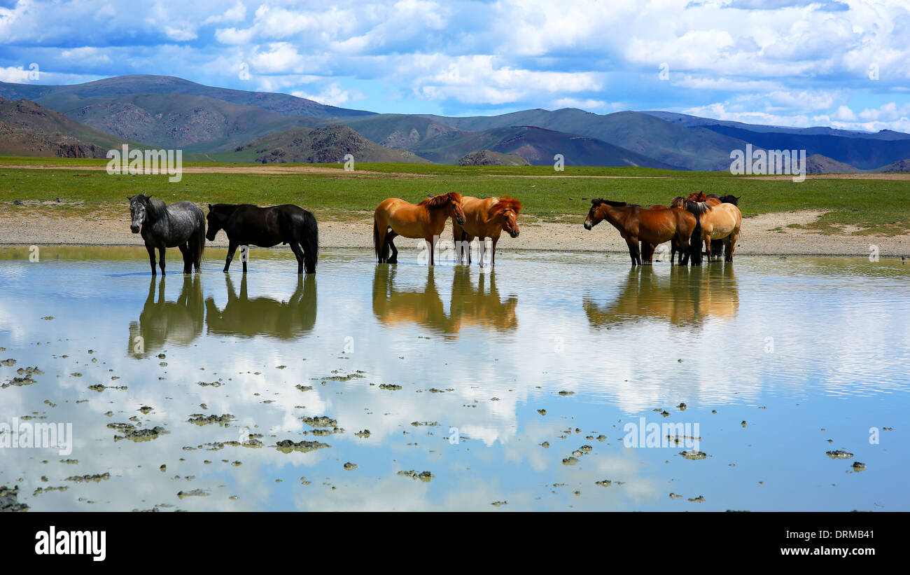 mongolian horses in vast grassland, mongolia Stock Photo - Alamy
