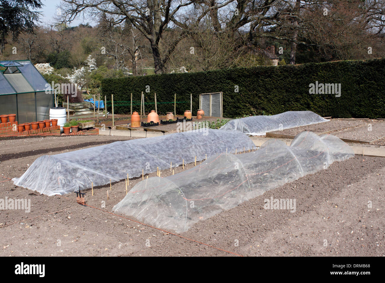 SEEDBEDS PROTECTED BY HORTICULTURAL FLEECE. Stock Photo
