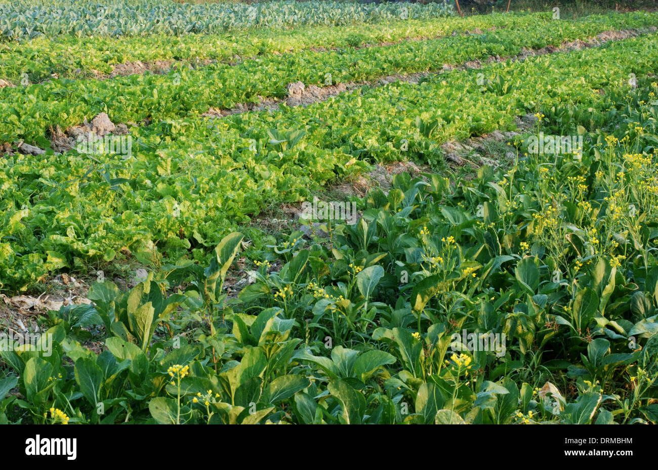 Green fresh mustard grass hi-res stock photography and images - Alamy