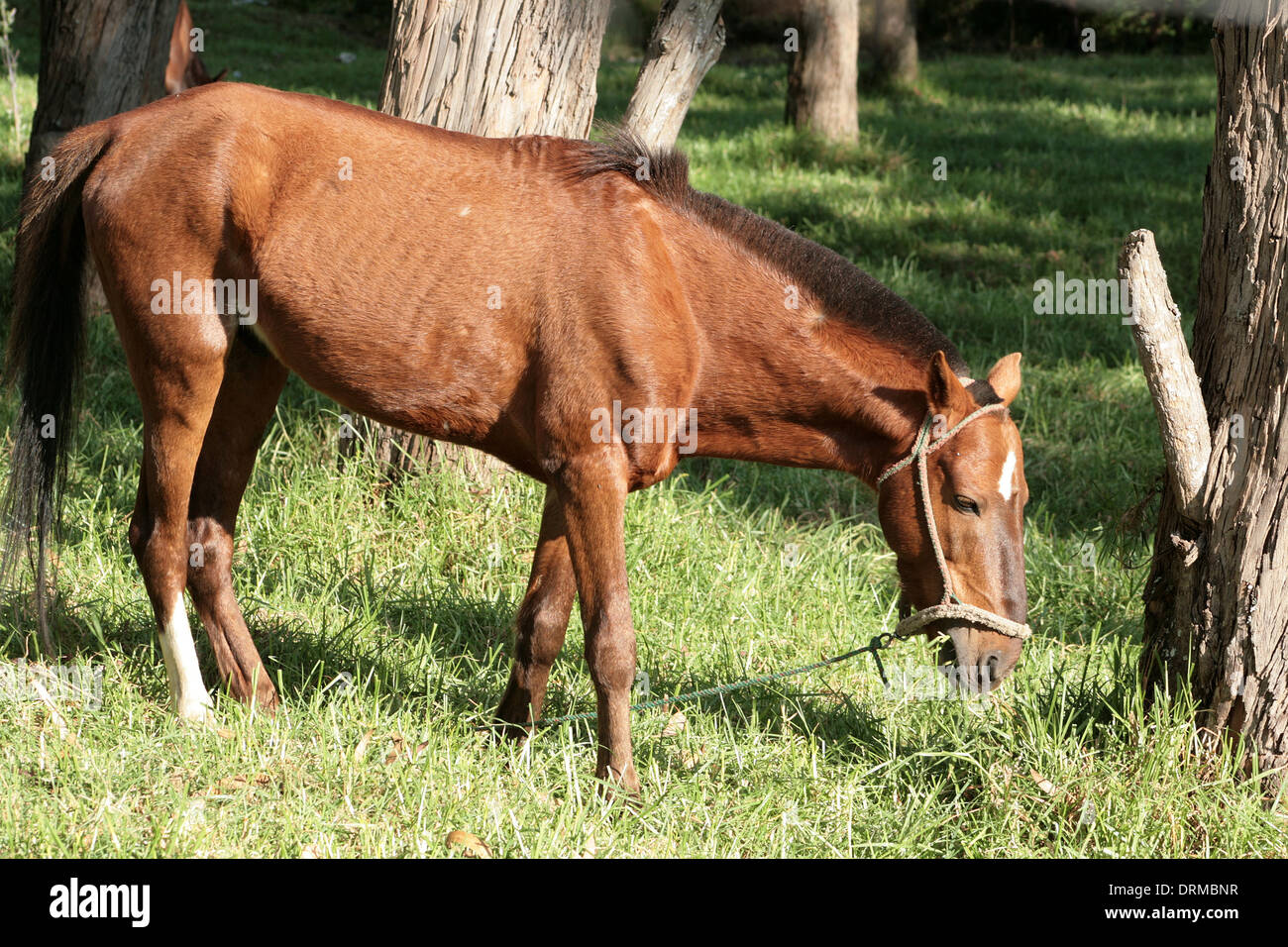 A brown horse standing in a farmers pasture in Cotacachi, Ecuador Stock Photo