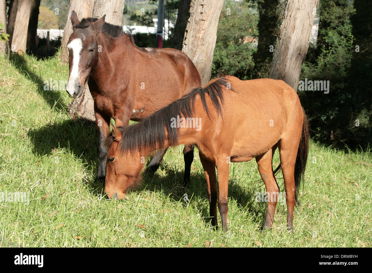A brown horse standing in a farmers pasture in Cotacachi, Ecuador Stock Photo