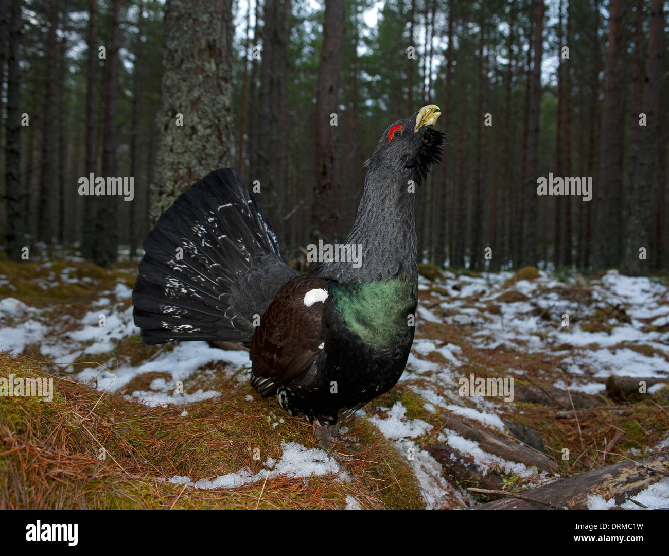 Display Of Bird Types Hi res Stock Photography And Images Alamy display-of-bird-types-hi-res-stock-photography-and-images-alamy