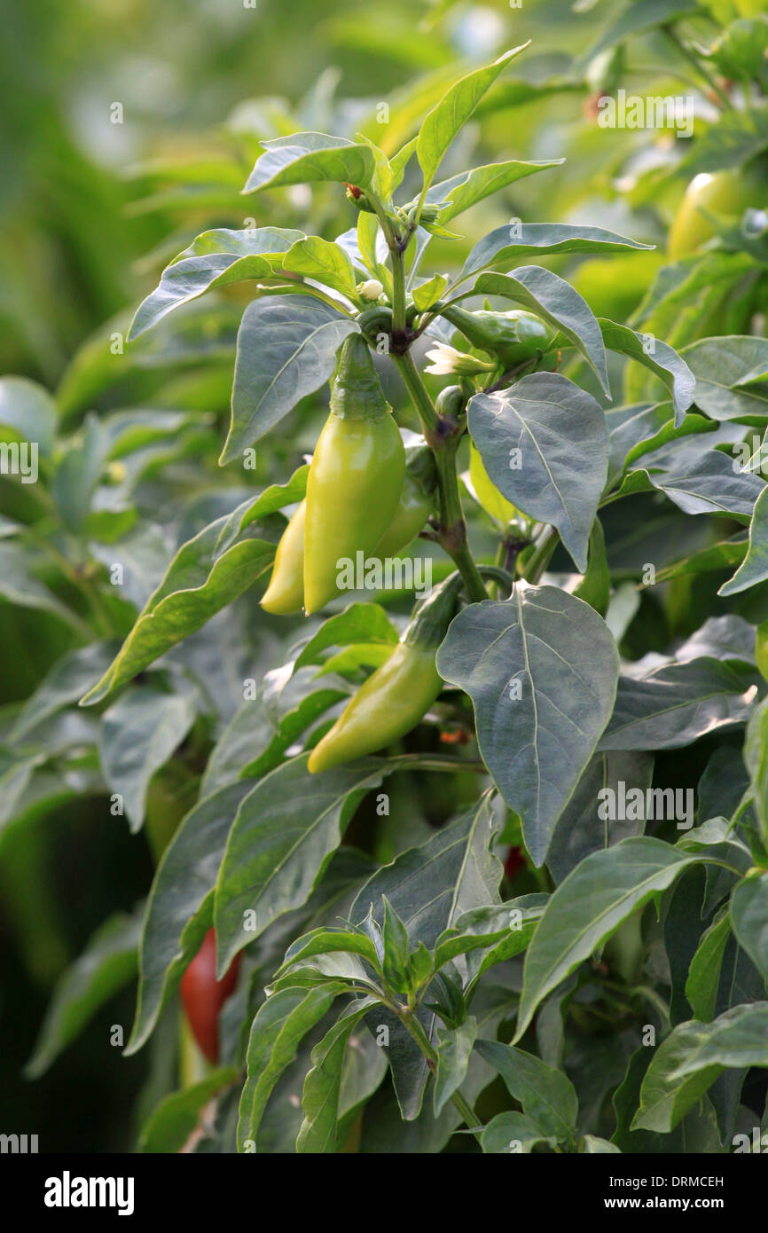 Green hot chili pepper Stock Photo