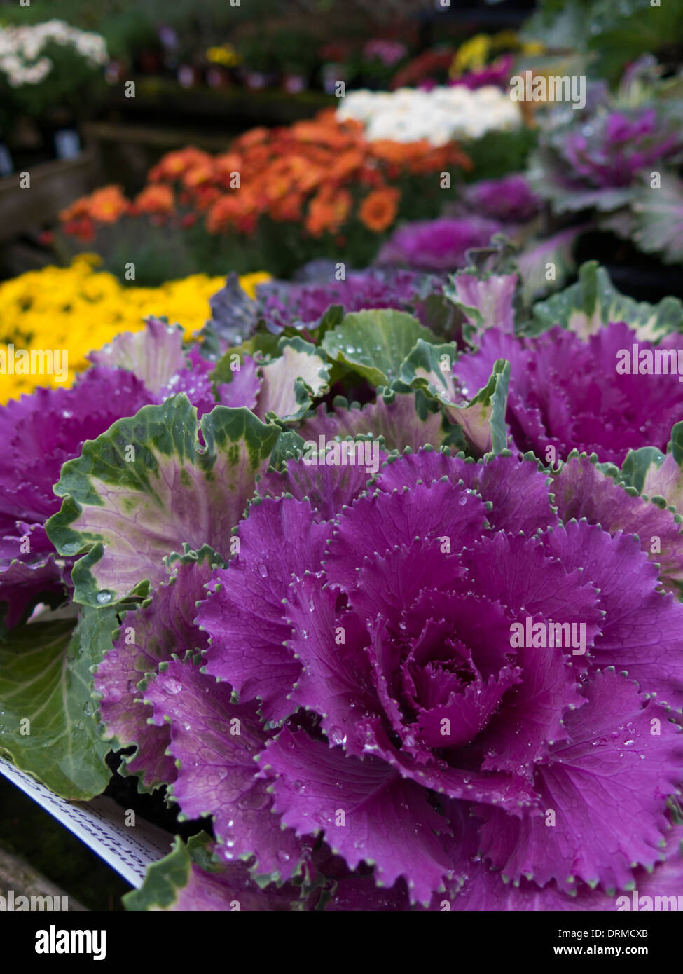Purple cabbage plant for sale at garden center Derbyshire England Stock