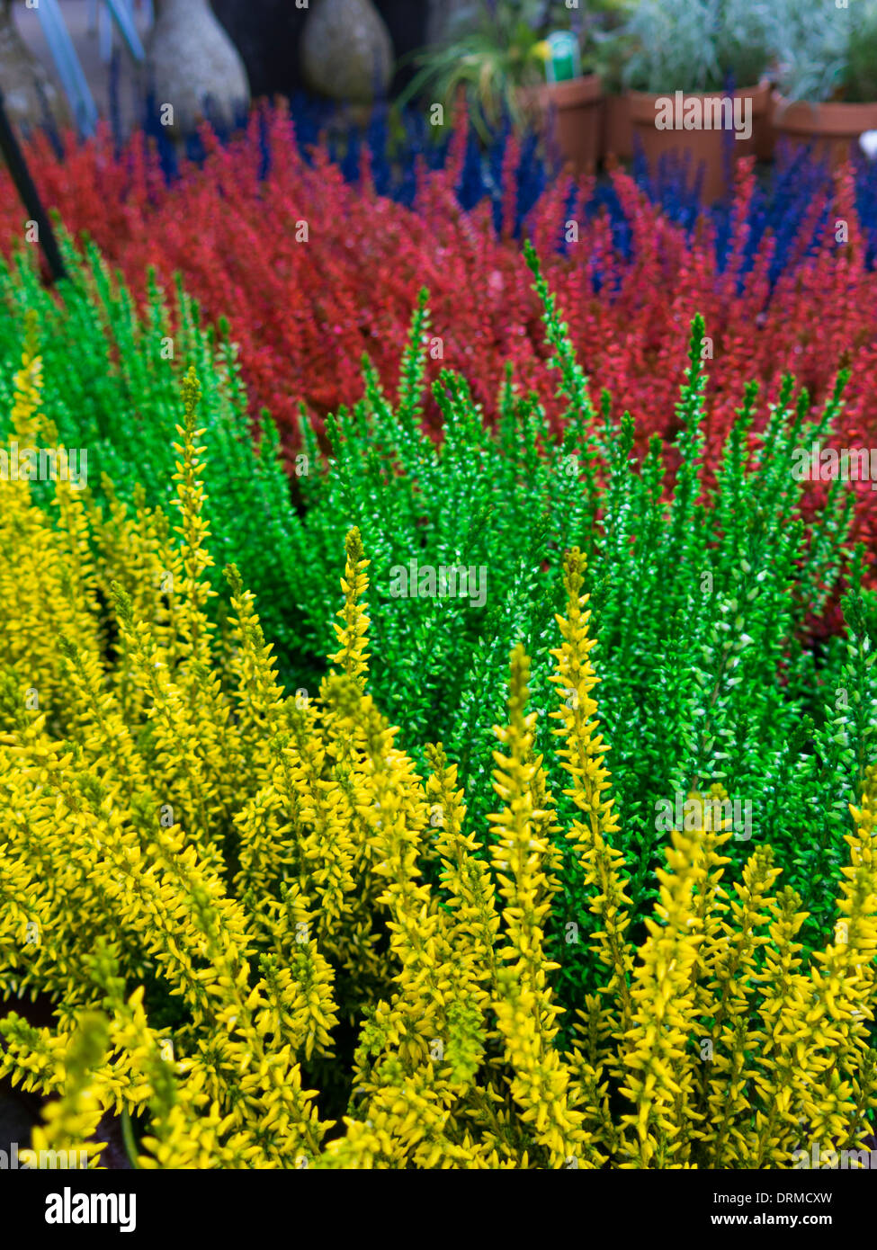 SAY IT LOUDER FOR THE PEOPLE IN THE BACK!!! r/succulents