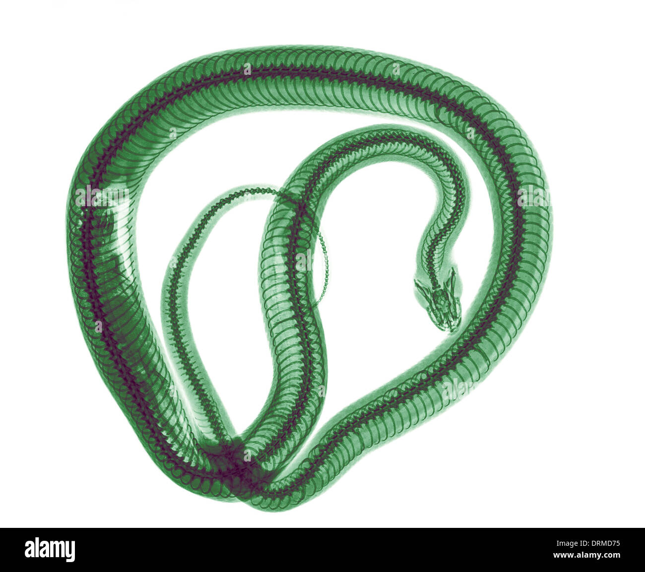 Snake under x-ray a whole mouse can be seen being digested on the left Stock Photo