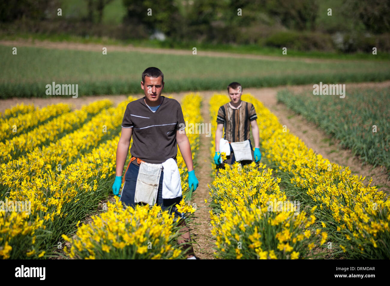Seasonal eastern european migrant works picking Daffodils on a flower