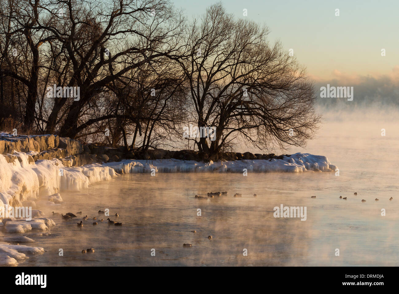 Ducks, geese and other waterfowl bath along the steaming and partially frozen Lake Ontario shoreline in extreme cold weather Stock Photo