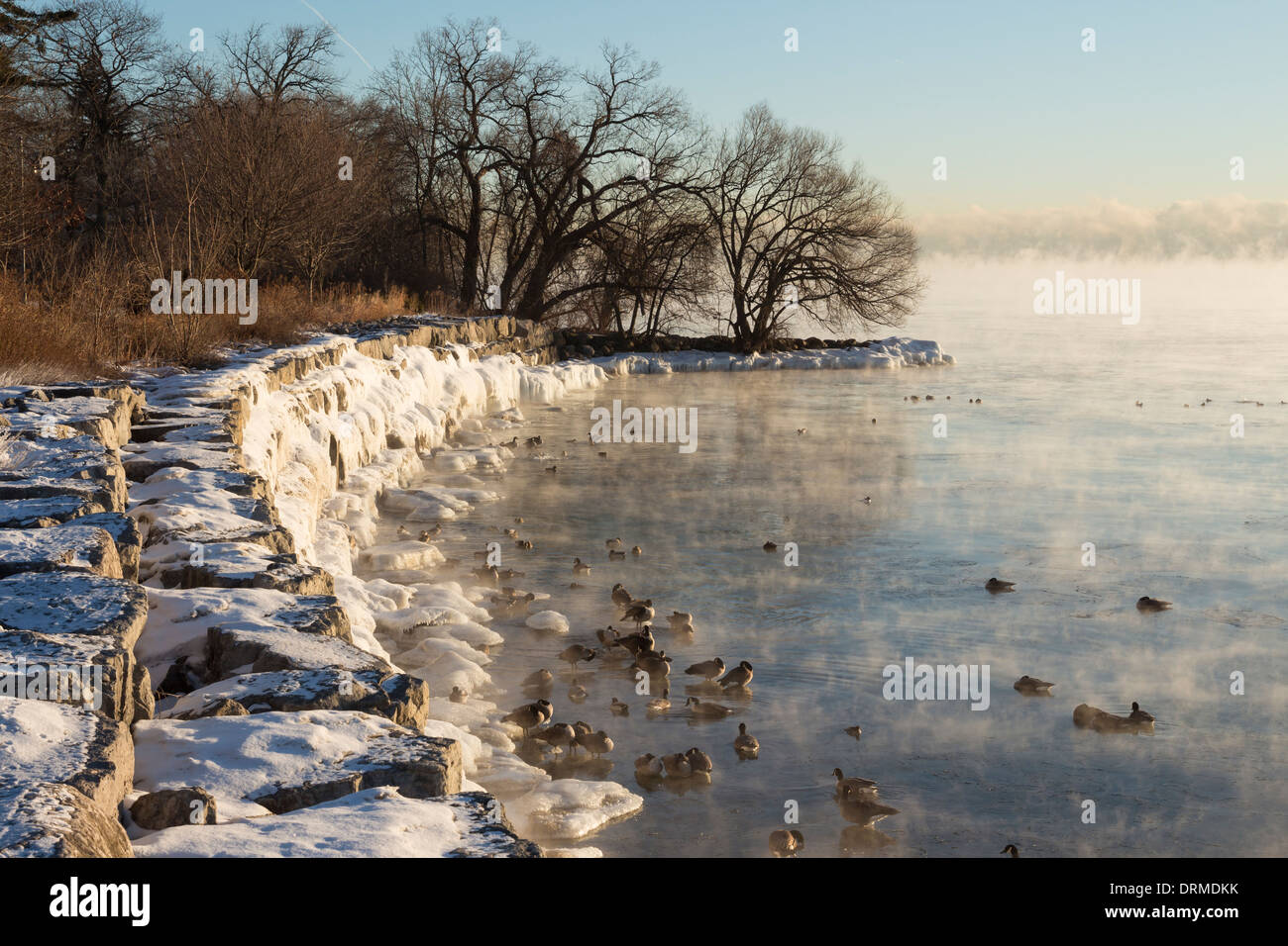 Ducks, geese and other waterfowl bath along the steaming and partially frozen Lake Ontario shoreline in extreme cold Stock Photo