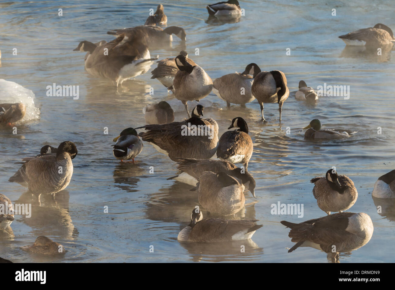 A flock of Canada Geese and other waterfowl bath in a steaming Lake Ontario as an arctic airmass engulfs the lake waters Stock Photo