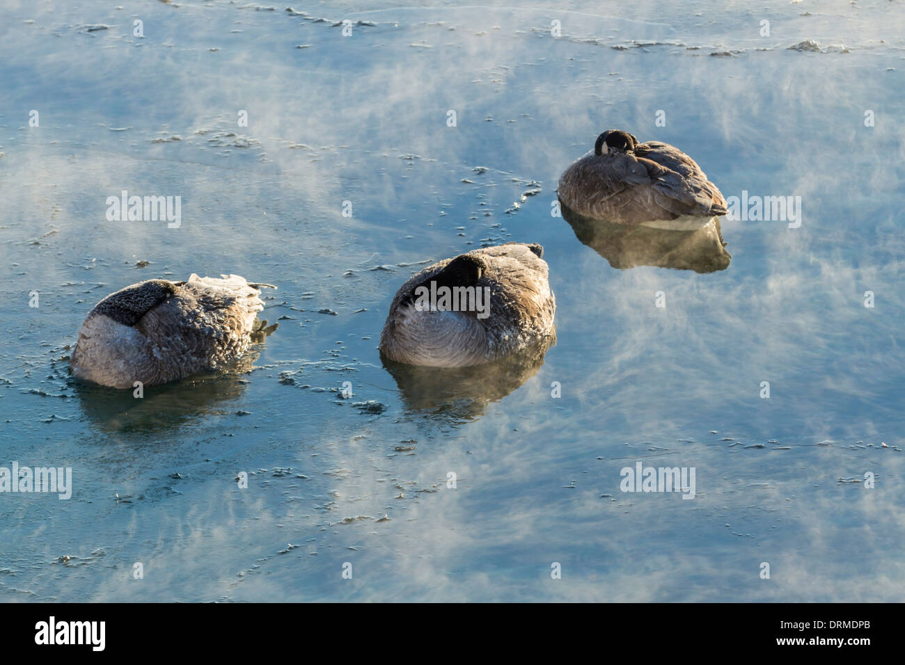 Canada Geese shield their faces from the cold as ice and steam forms around them in Lake Ontario under a deep arctic airmass. Stock Photo