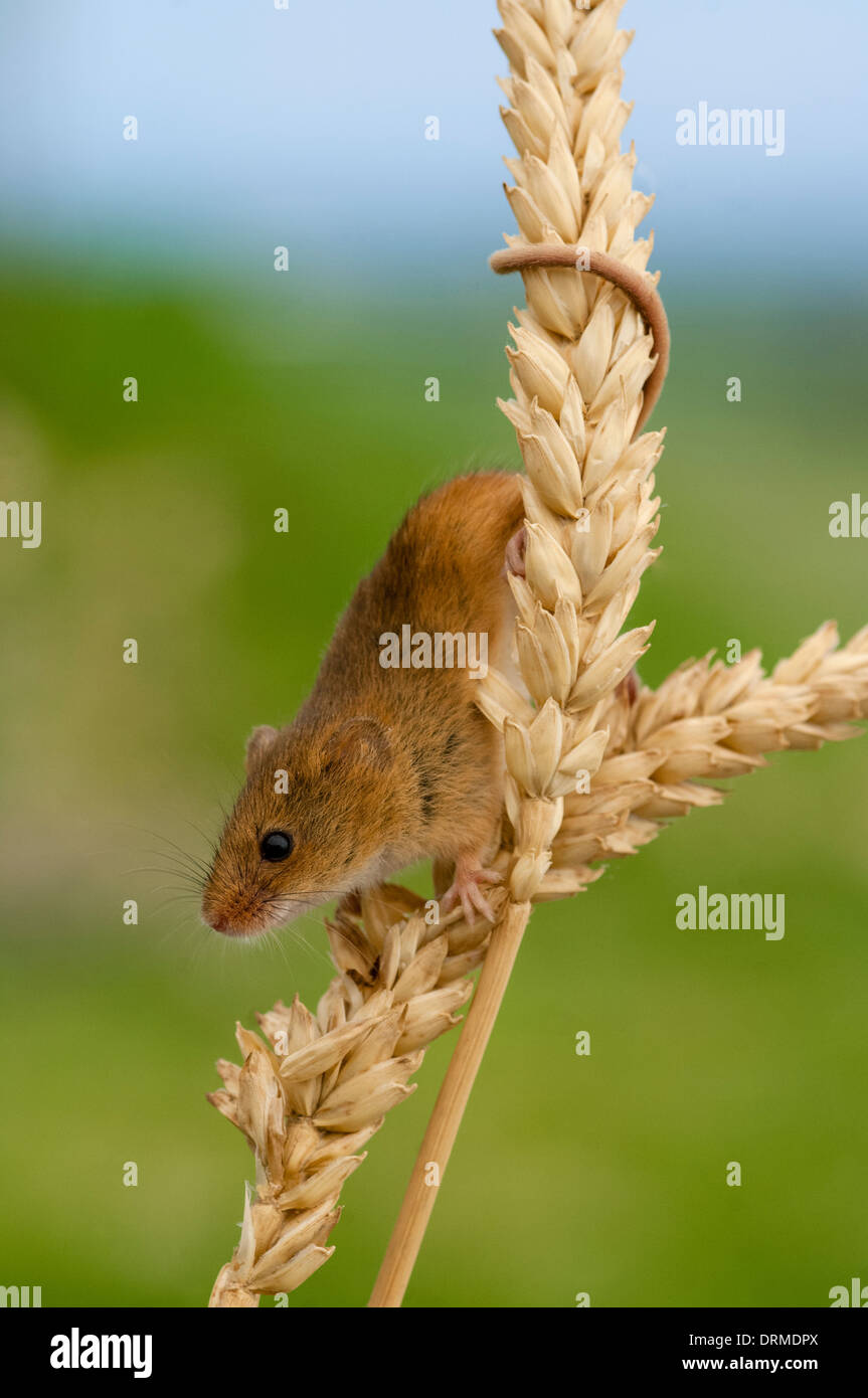 micromys minutus, harvest mouse on ears of corn Stock Photo