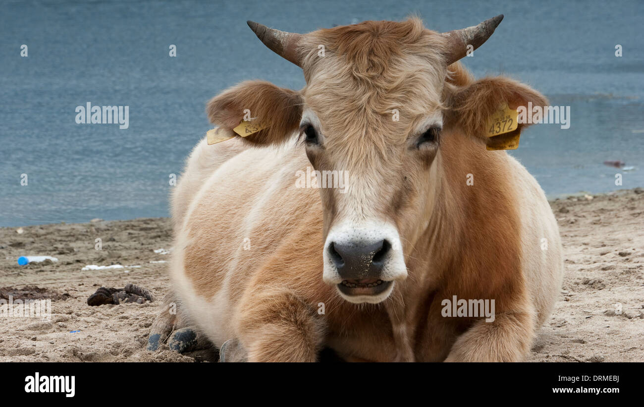 Dairy cows (Bos taurus) resting on beach - Lake - Nature - Animal - Bull - Rumination  Stock Photo