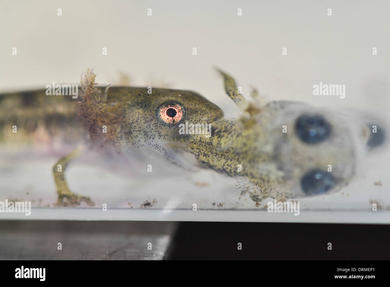 larva and tadpoles of a Fire Salamander (Salamandra salamandra) in a research lab Stock Photo