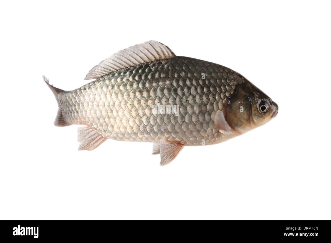 crucian carp Stock Photo