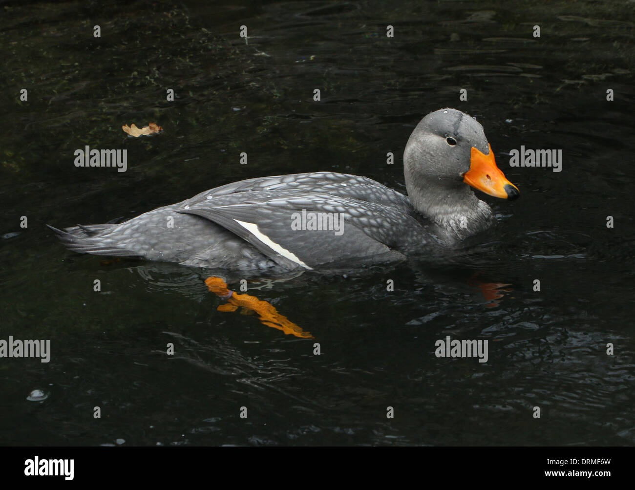 Swimming South American Fuegian Steamer Duck a.k.a. Magellanic Flightless Steamer Duck (Tachyeres pteneres) Stock Photo