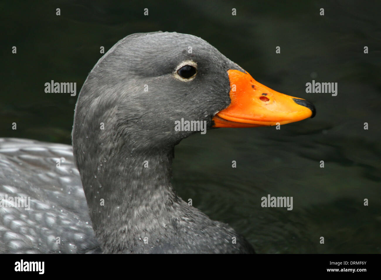 Fuegian Steamer Duck a.k.a. Magellanic Flightless Steamer Duck