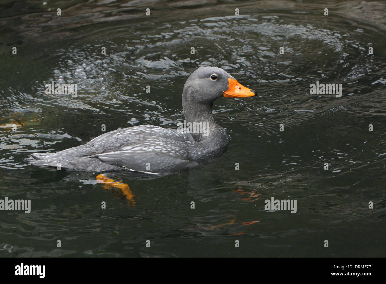 Swimming South American Fuegian Steamer Duck a.k.a. Magellanic