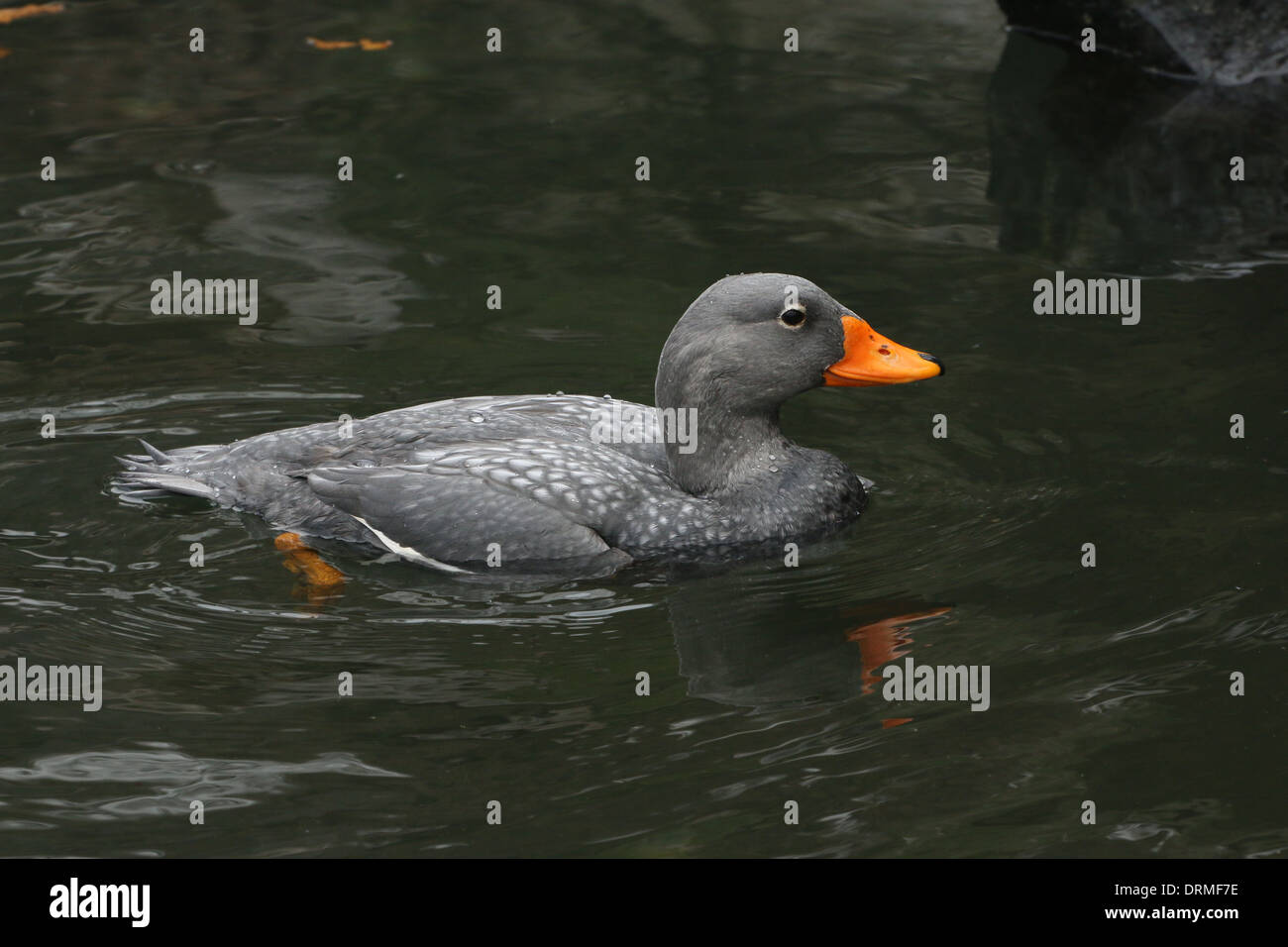 Swimming South American Fuegian Steamer Duck a.k.a. Magellanic