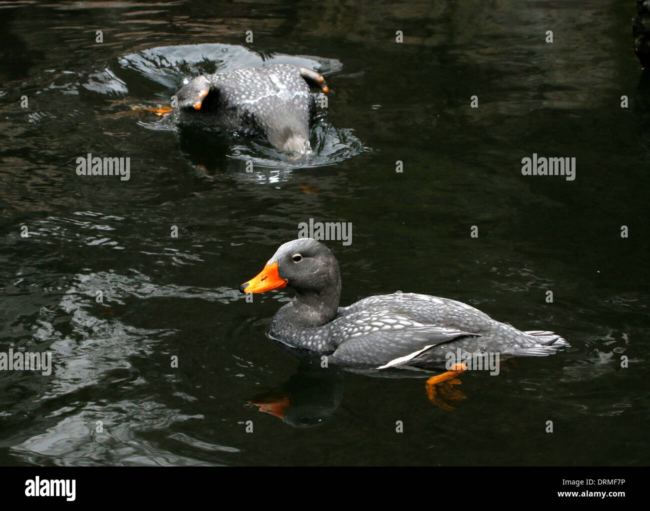 Fuegian steamer duck hires stock photography and images Alamy