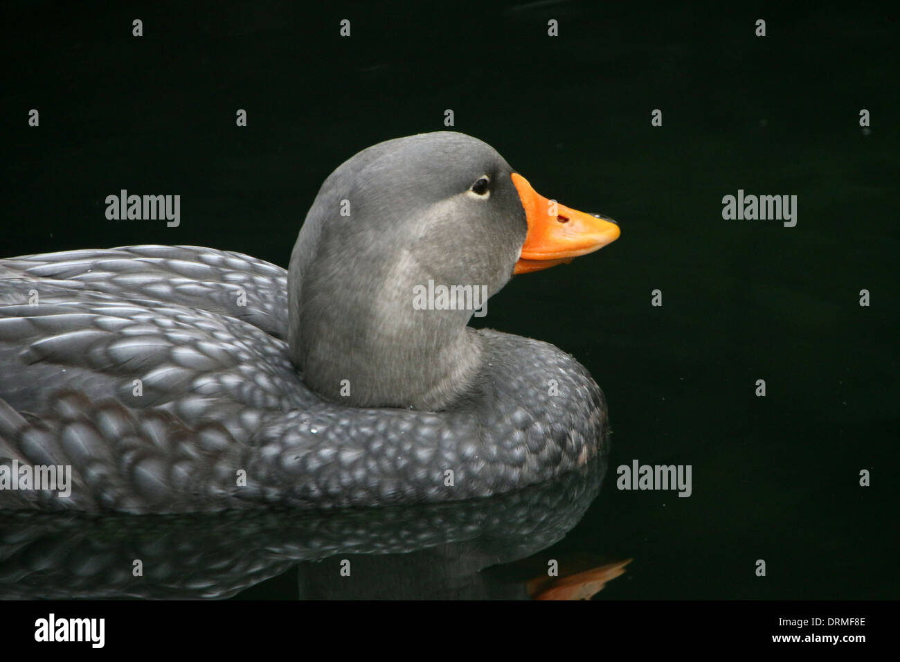 Swimming South American Fuegian Steamer Duck a.k.a. Magellanic