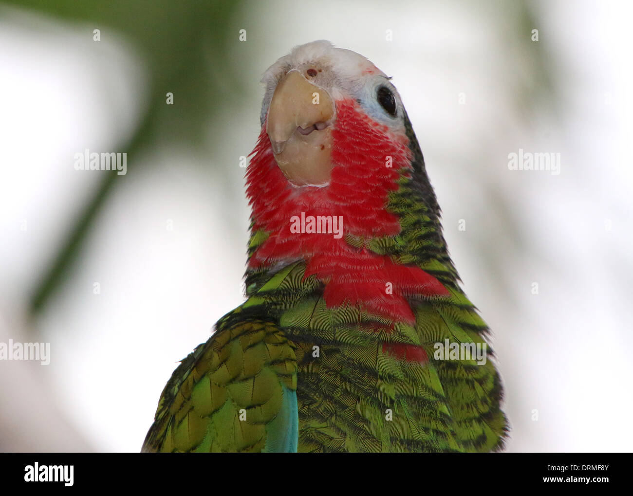 Closeup of  the head of a Cuban Amazon Parrot, aka Rose throated Parrot, (Amazona leucocephala) Stock Photo