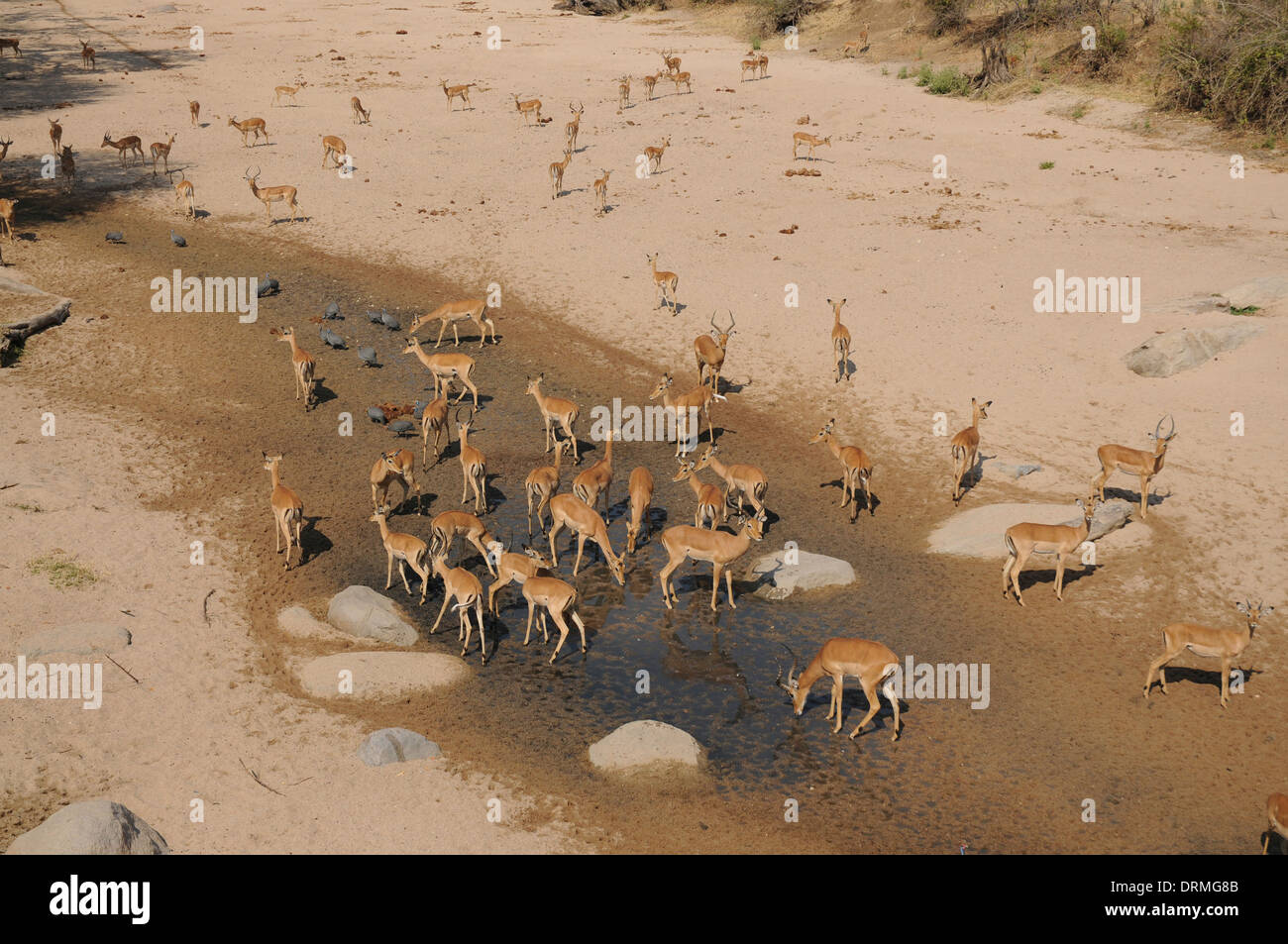 Dry season waterhole, Ruaha National Park, Tanzania, with impala and helmeted guineafowl Stock Photo