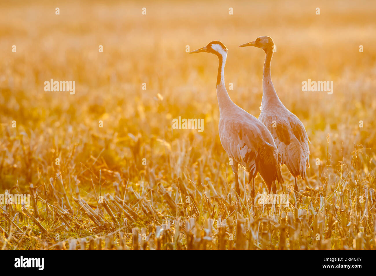 common cranes, grus grus, diepholzer moorniederung, lower saxony, germany Stock Photo