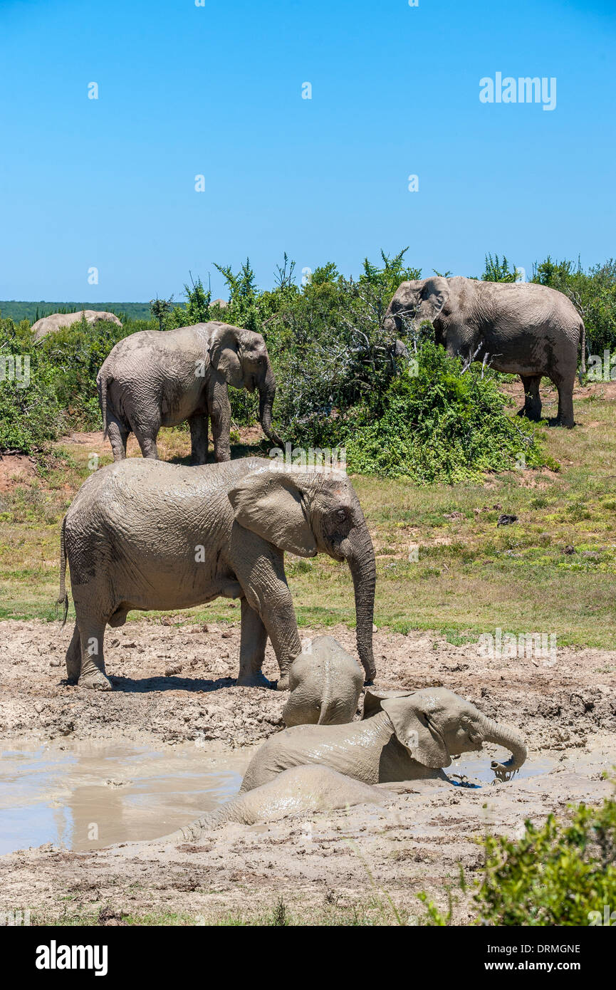 Elephants (Loxodonta africana) with calves take a mud bath, Addo Elephant National Park, Eastern Cape, South Africa Stock Photo