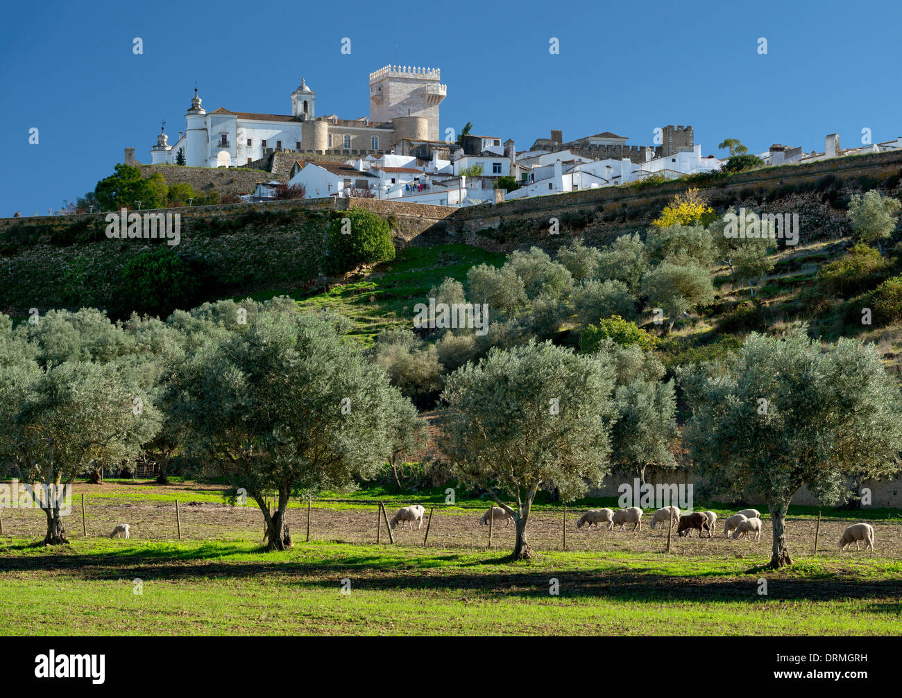 Portugal, the Alentejo,  sheep grazing in a field beneath the city walls and old town of Estremoz Stock Photo