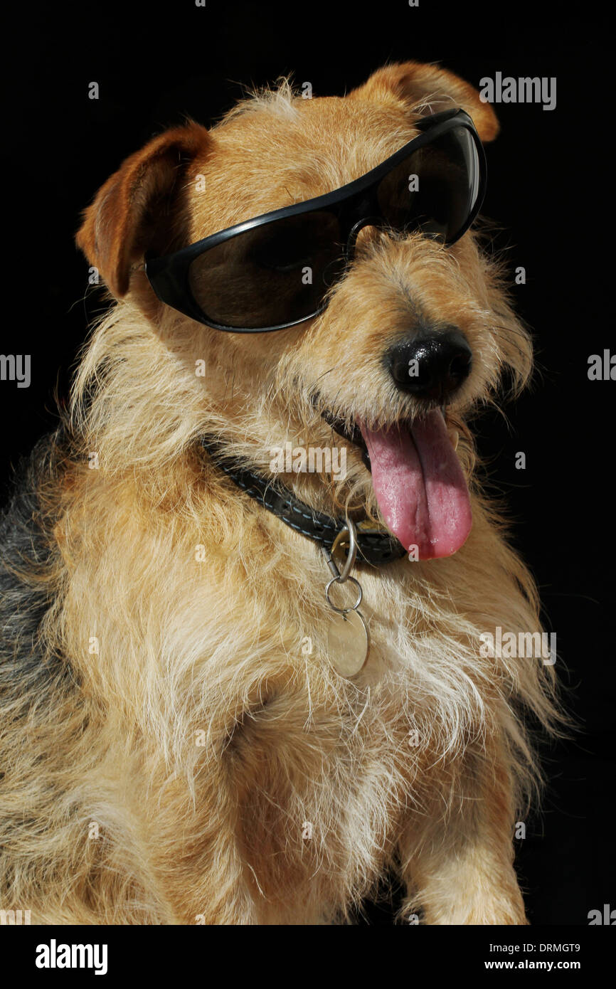 Jack Russell Terrier Dog in sunglasses, holiday mood. Stock Photo