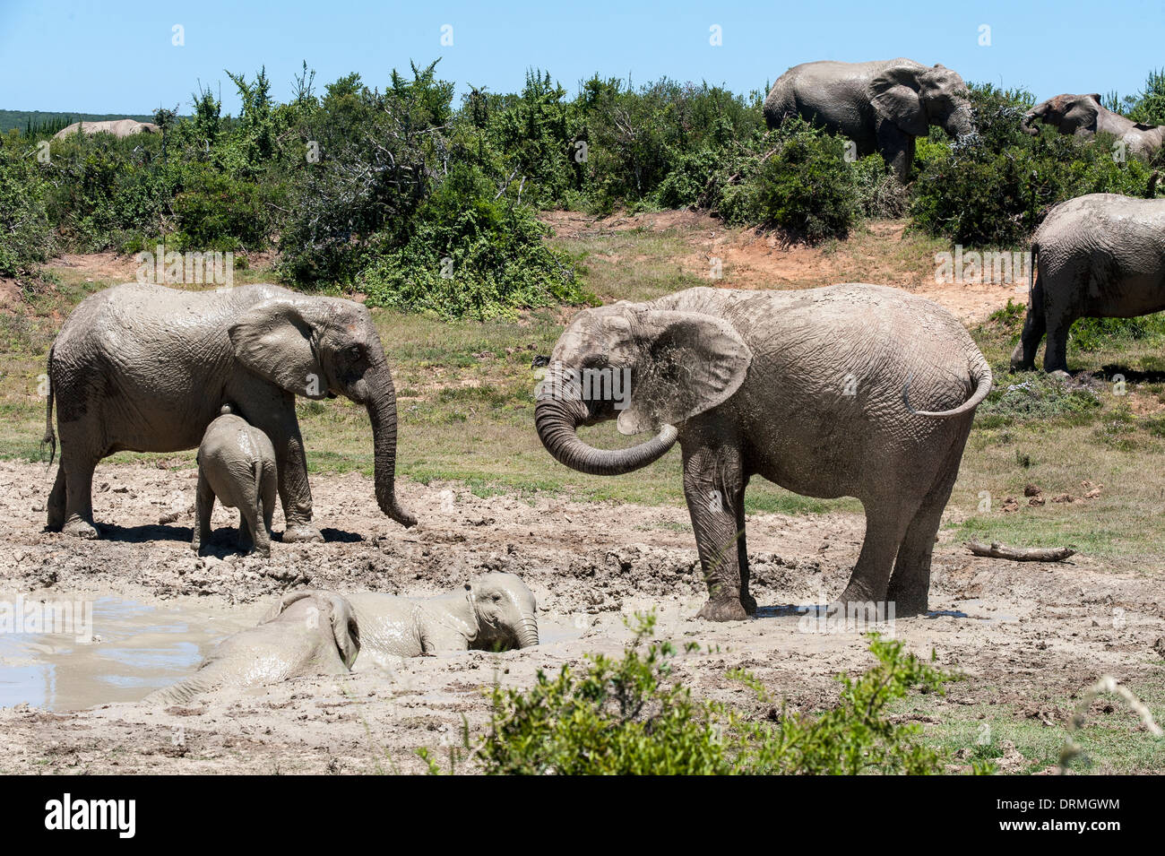 Elephants (Loxodonta africana) with calves take a mud bath, Addo