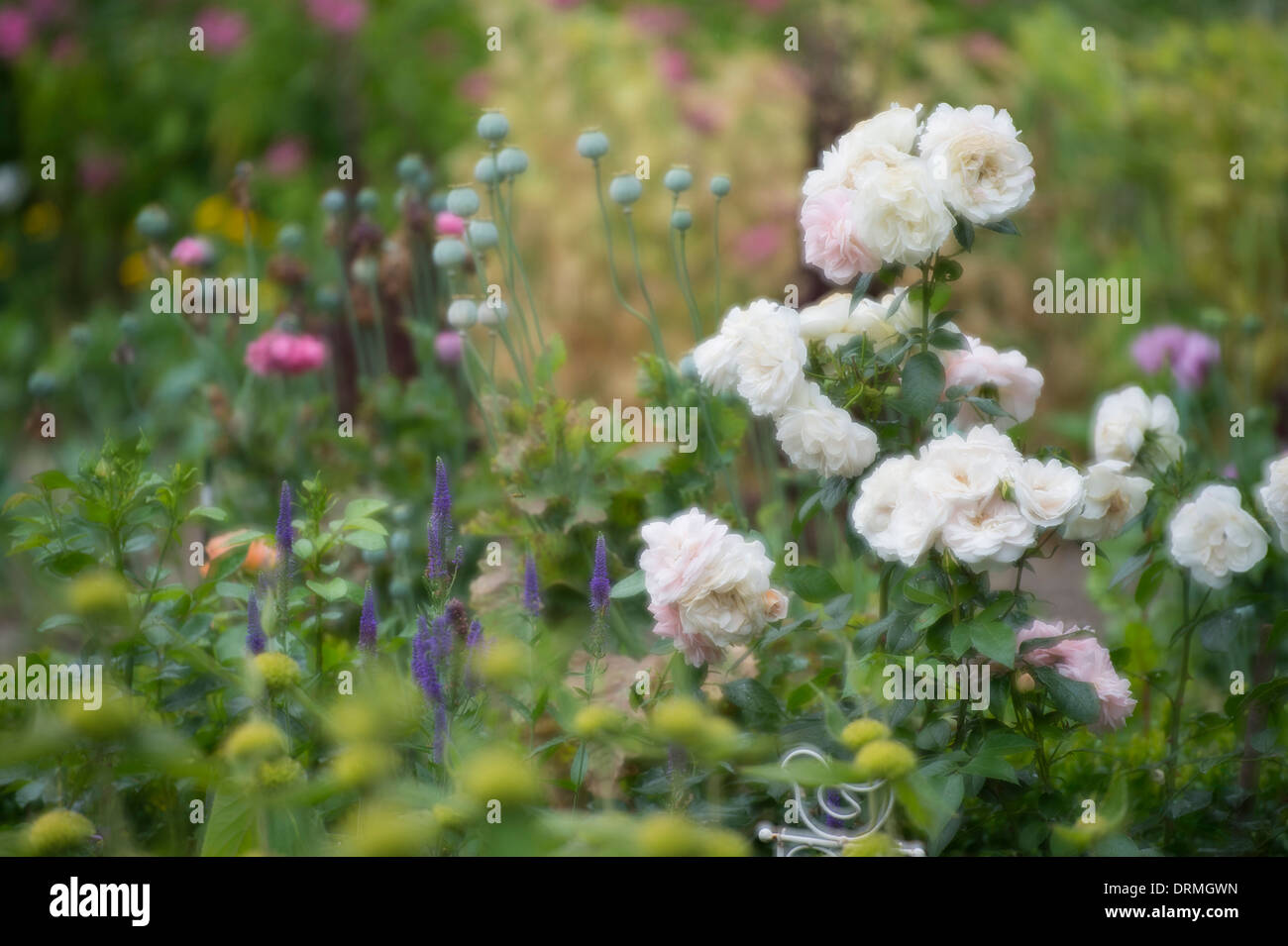 cottage garden in elsten, lower saxony, germany Stock Photo