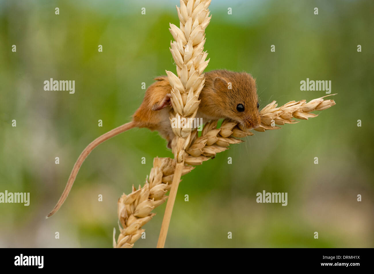 micromys minutus, harvest mouse on ears of corn Stock Photo