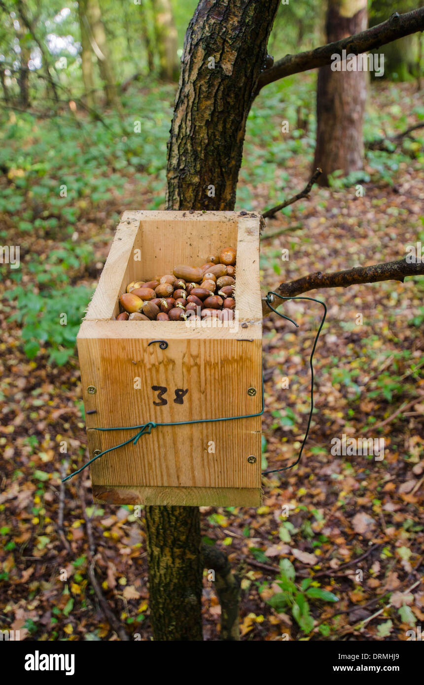 Dormouse nest box taken over by Yellow-necked Mouse to store Acorns for winter Woolhope Herefordshire UK Stock Photo
