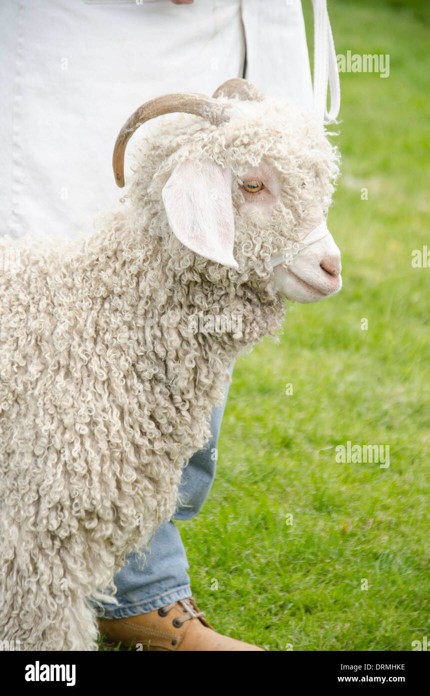 Angora sheep hires stock photography and images Alamy