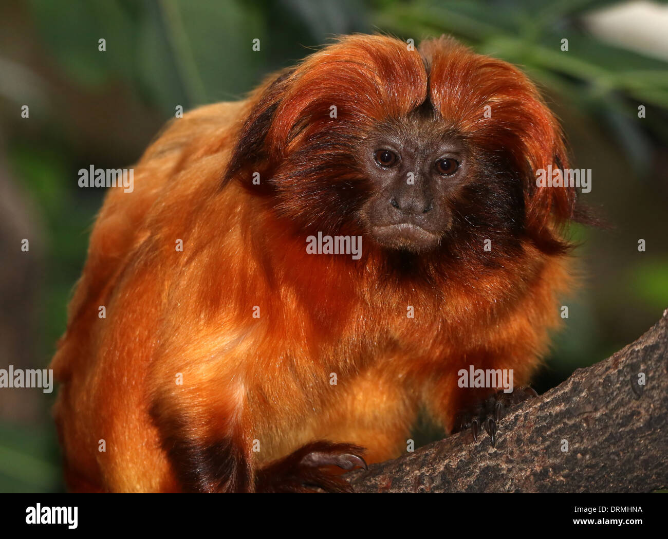 Brazilian Golden marmoset (Leontopithecus rosalia) a.k.a. Golden lion tamarin Stock Photo