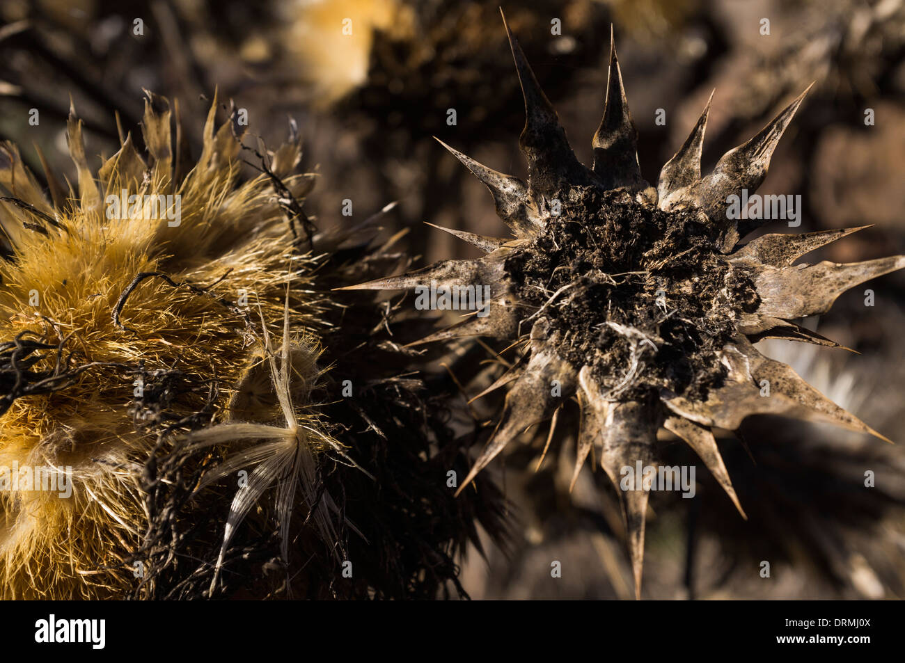 Cynara cardunculus Artichoke thistle seed heads growing wild in