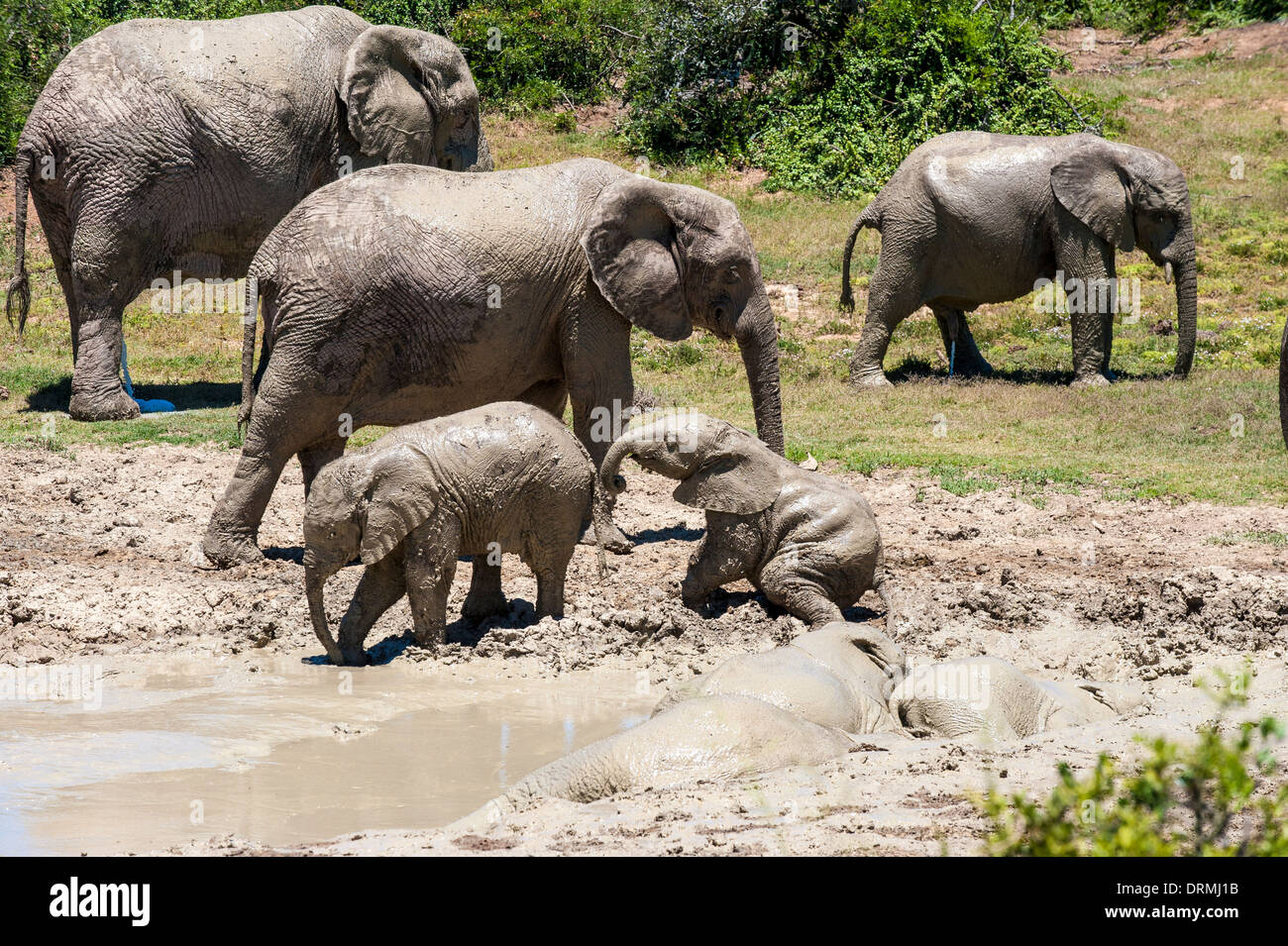 Elephants (Loxodonta africana) with calves take a mud bath, Addo Elephant National Park, Eastern Cape, South Africa Stock Photo