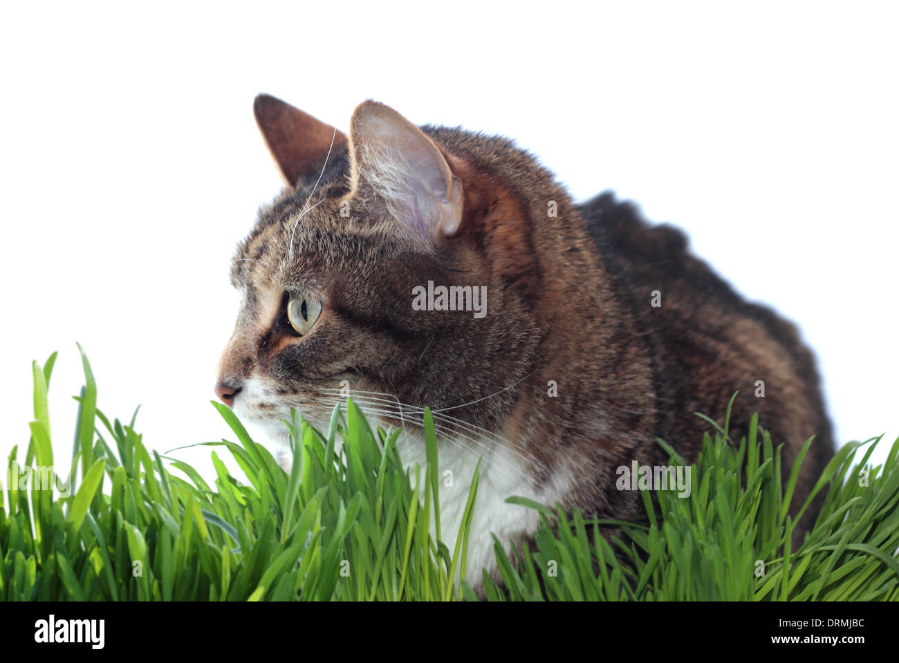 Cat on green grass Stock Photo