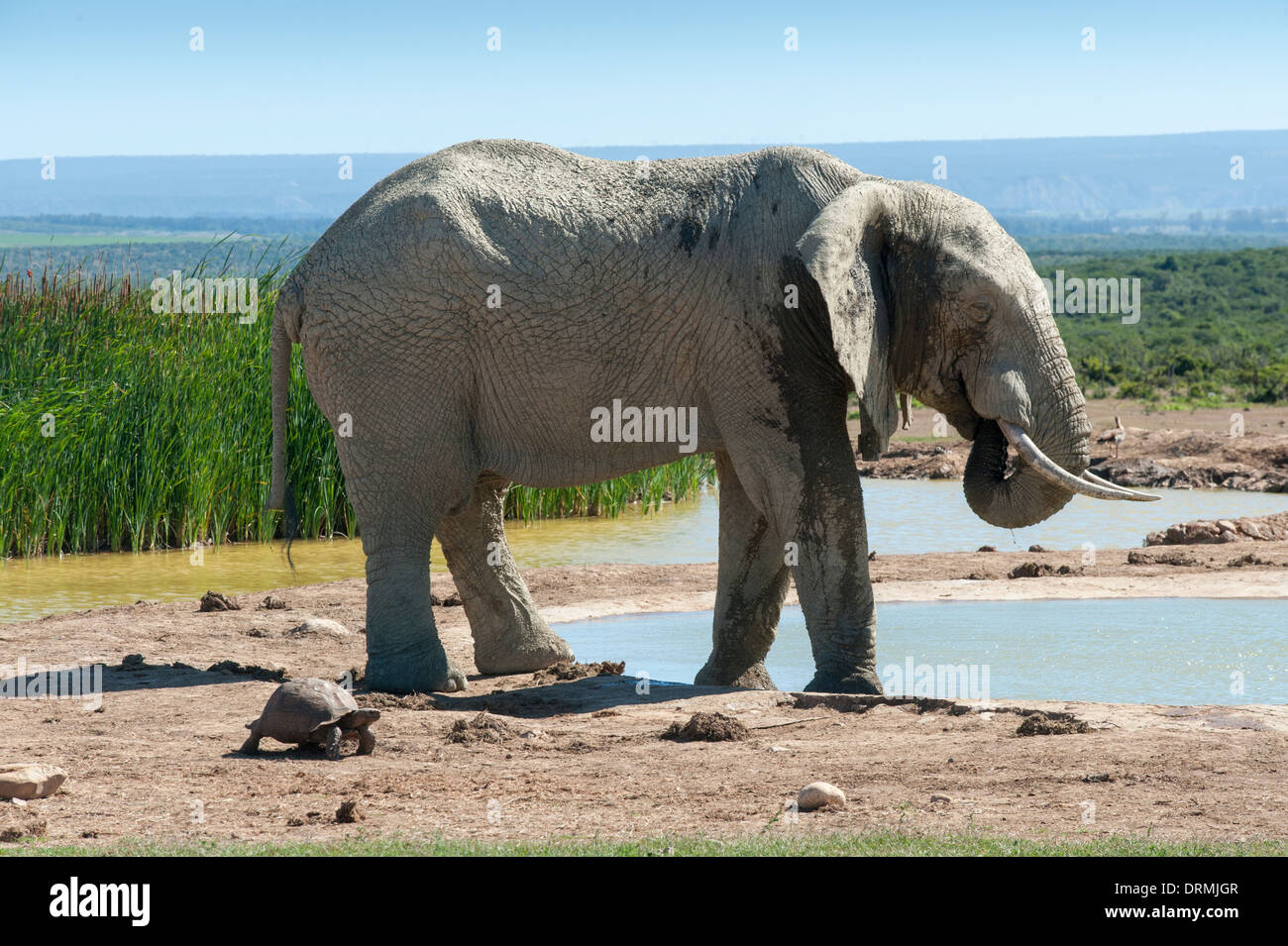 Elephant (Loxodonta africana) and tortoise at a waterhole, Addo Elephant National Park, Eastern Cape, South Africa Stock Photo