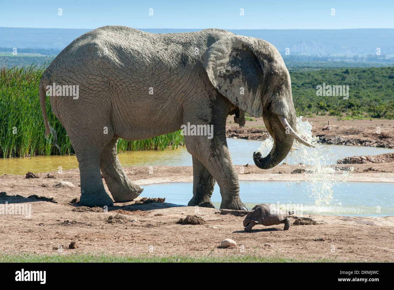 Elephant (Loxodonta africana) and tortoise at a waterhole, Addo Elephant National Park, Eastern Cape, South Africa Stock Photo