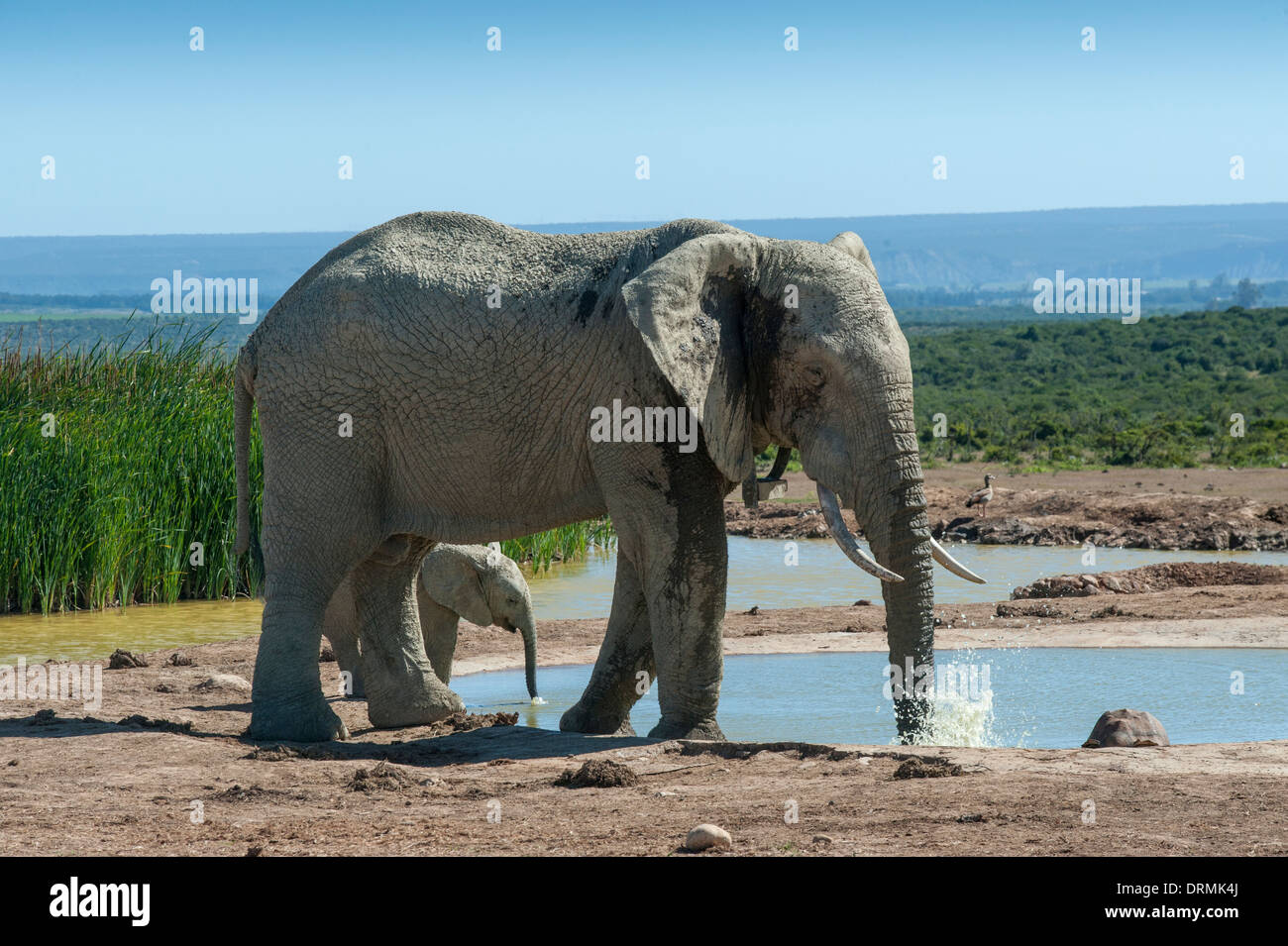 Elephants (Loxodonta africana) and tortoise at a waterhole, Addo Elephant National Park, Eastern Cape, South Africa Stock Photo