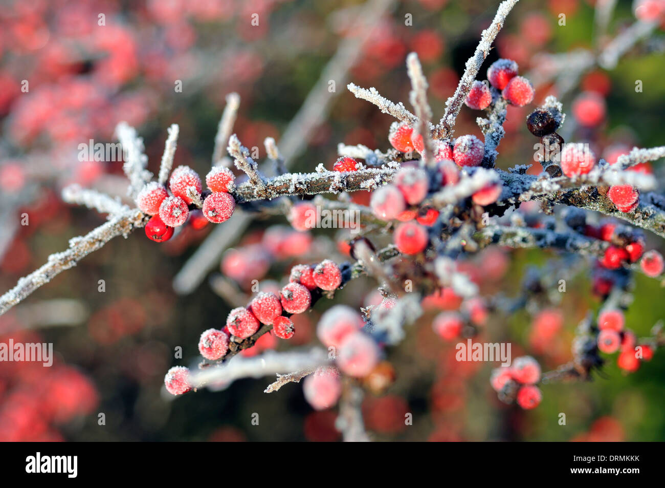 Winter berries hi-res stock photography and images - Alamy
