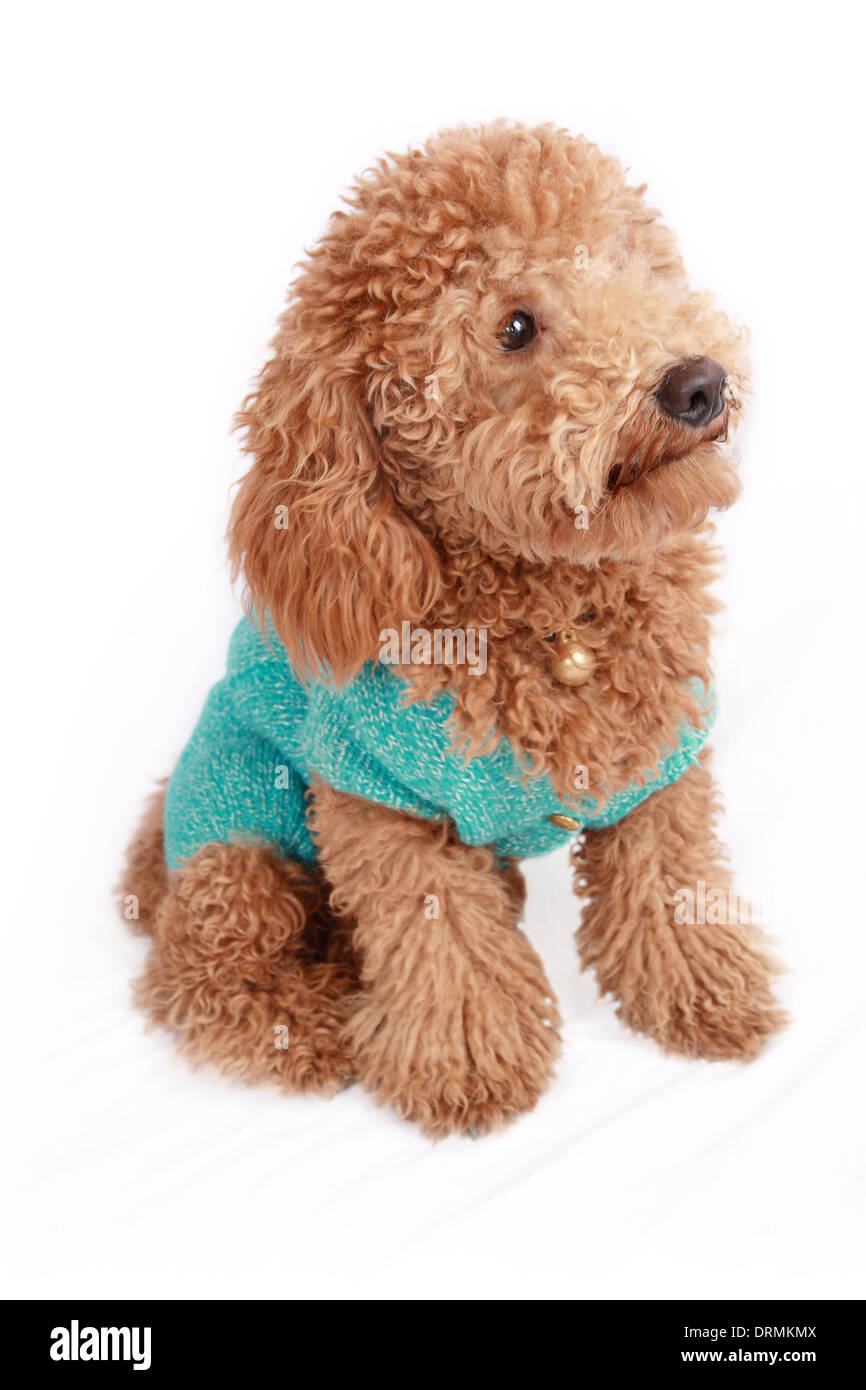 lovely poodle Stock Photo
