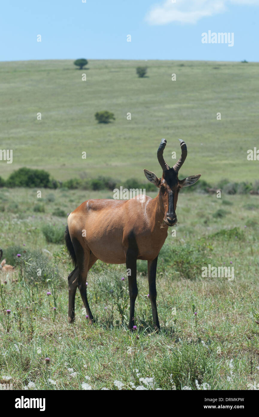Red hartebeest (Alcelaphus buselaphus caama) Addo Elephant National Park, Eastern Cape, South Africa Stock Photo