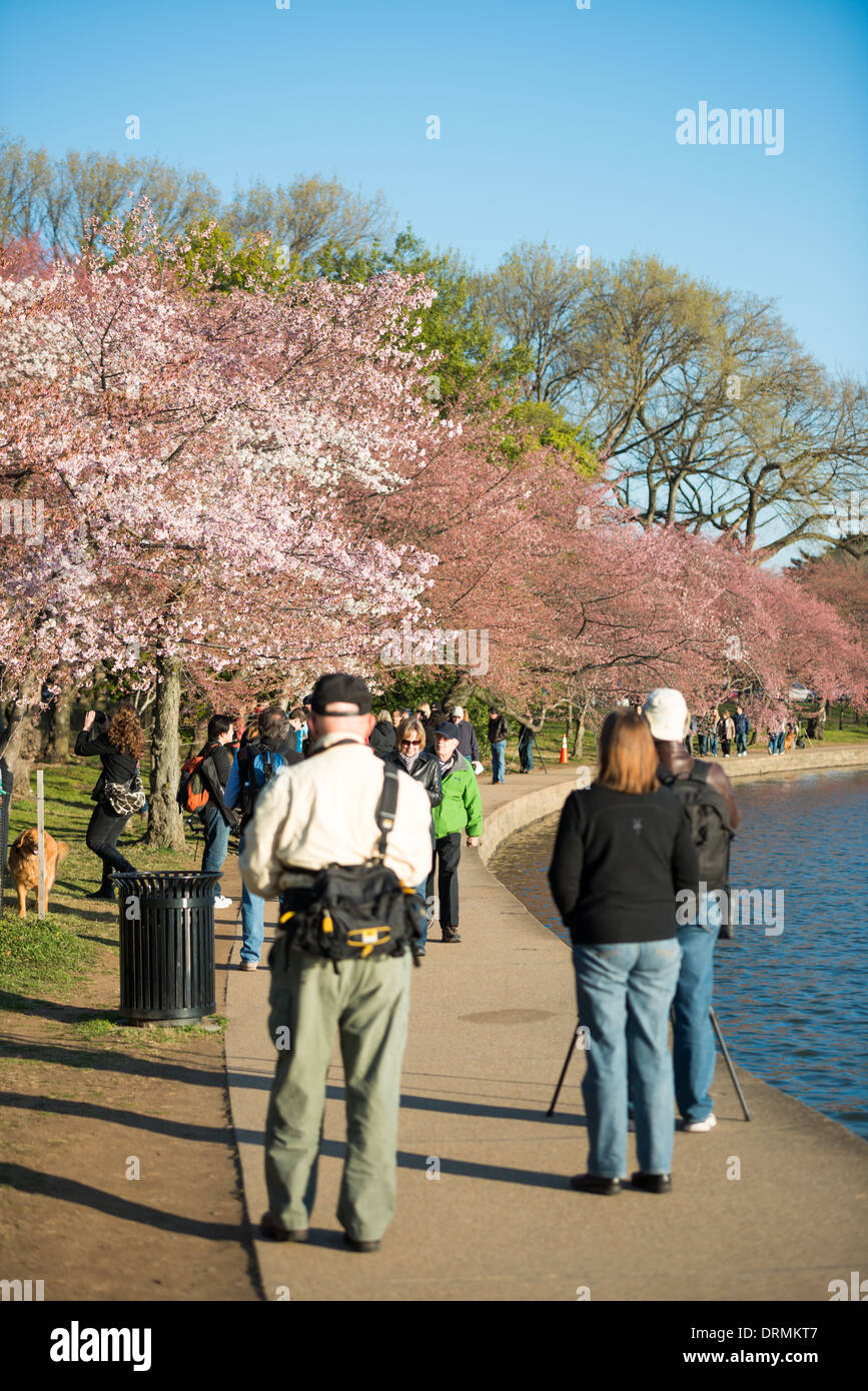 WASHINGTON DC, USA - The flowering of nearly 1700 cherry blossoms around the Tidal Basin, some of which are over a century old, is an annual event in Washington's spring and brings hundreds of thousands of tourists to the city. Stock Photo
