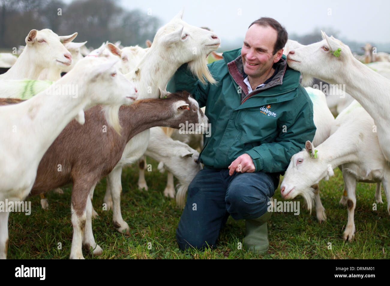 Staffordshire, UK. 12th Mar, 2012.  Nick Brandon poses with his goats.  This is the first year Britons will drink more than two million litres of goats' milk and the farmer who has Britain's largest grazing goat herd thanks the dry weather for helping to keep his goats happy and smiling.  'Goats really don't like rain - we need someone here all the time in case it rains,' said Nick Brandon, 60, who farms a huge, three thousand strong herd on his farm in Staffordshire. 'Unlike sheep, Stock Photo